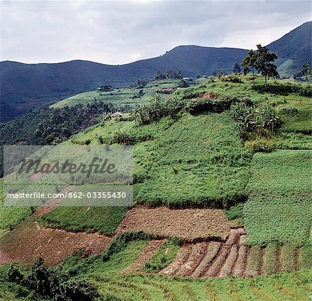 The beautiful hill-country of Southwest Uganda and Rwanda supports one of the highest human population densities in Africa. Consequently,every square inch of this fertile volcanic land is tilled and crudely terraced on steep hill slopes to prevent erosion. Blessed with good rainfall,almost every conceivable crop is grown.