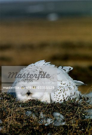 Un harfang des neiges (Nyctea scandiaca) sur son nid dans la toundra