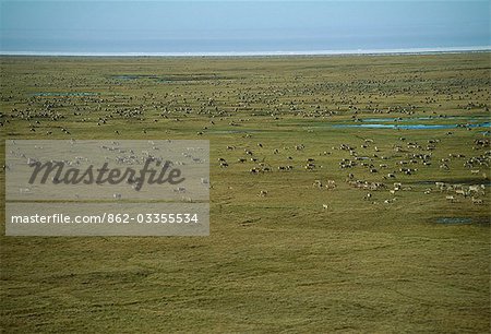 Vastes troupeaux de caribou (Rangifer tarandus) se nourrissent de la toundra et le muskeg du versant nord du