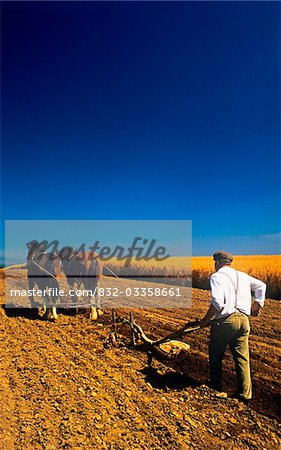 Rear view of a farmer ploughing a field, Cooley Peninsula, County Louth, Northern Ireland