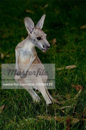 Kangourou au parc animalier.