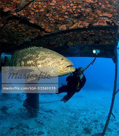 Diver and Goliath grouper.
