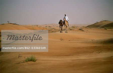 A Bedu rides his camel amongst the sand dunes in the desert