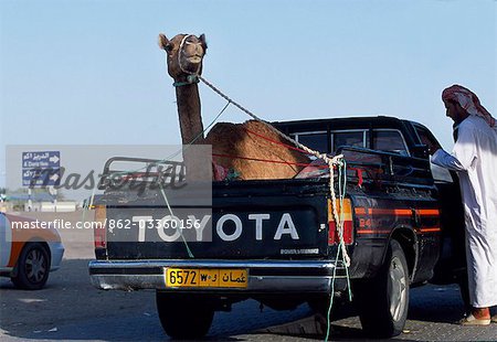 Un chameau est transporté sur le dos d'un pick-up 4 x 4