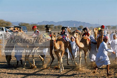 To the excited shouts and stick waving of their camel handlers,jockeys and camels take off at the start of a race at Al Shaqiyah camel race track.