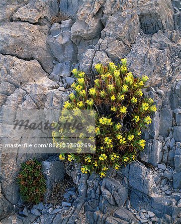 Flowers in rocks on Al Jabal al Akhdar.