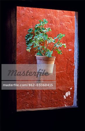 Detail of a geranium pot through a window.
