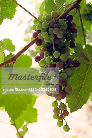 Grapes for the production of wine hang from a grapevine at the Bodega El Catador,near Ica in Peru