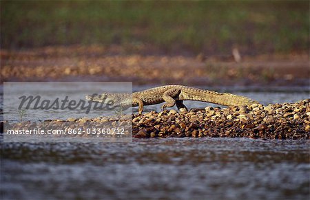 Caïman blanc (caiman crocodilus). Plus petite, les crocodiliens sud-américain communs deux. Jamais en voie de disparition car il est relative en raison de la taille de sa petite peau large noir.