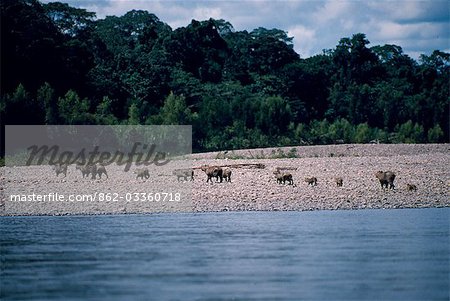 Une famille de 14 capybara (Hydrochoerus hydrochaeris). Voici les plus gros rongeur du monde, pesant jusqu'à 140 lbs (65 kg). Le jaguar est leur ennemi principal.