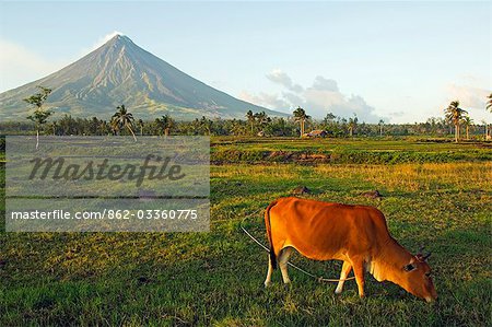Philippines,Luzon Island,Bicol Province,Mount Mayon (2462m). Near perfect volcano cone with a plume of smoke and a cow in the field.