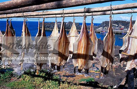 Salted cod fillets drying in the sun to form Bacalhau