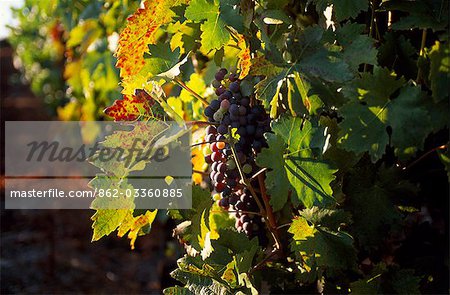 Grapes and vines in the Douro Valley above Pinhao