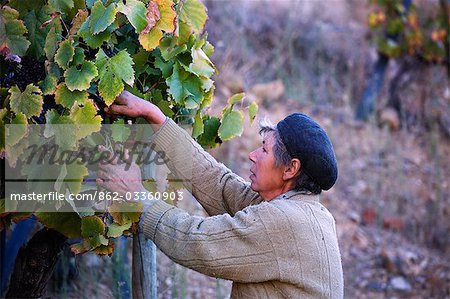 Portugal, vallée du Douro, Pinhao. Une femme portugaise prend des raisins pendant les vendanges vin septembre au nord du Portugal dans la célèbre vallée du Douro. La vallée a été la première région vinicole délimitée et contrôlée dans le monde.