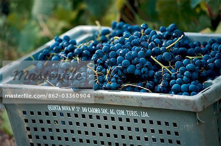 Portugal,Douro Valley,Pinhao. A full basket of grapes which have just been picked during the september wine harvest at Quinta Nova in the Douro valley in Northern Portugal. The valley was the first demarcated and controlled winemaking region in the world. It is particularly famous for its Port wine grapes.