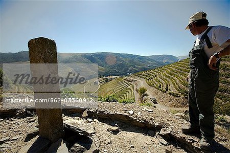 Portugal,Douro Valley,Pinhao. A farmer looks out onto the Quinta Nova de Nossa Senhora do Carmo estate in the Douro valley in the middle of the grape harvest in September. The monument in the image represents one of the edges of the area demarcated specifically for Port grapes by the Marque de Pombal in 1756. The area became the first controlled and demarcated winemaking regions in the world.