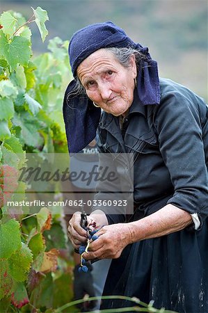 Portugal,Douro Valley,Pinhao. A traditional Portuguese woman picks grapes on the Churchills Wine Estate during the september wine harvest in Northern Portugal in the renowned Douro valley. She is dressed in black because she is a widow. The Douro valley was the first demarcated and controlled winemaking region in the world. It is particularly famous for its Port wine grapes.