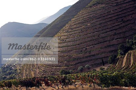 Portugal,Douro Valley,Pinhao. Thousands of vines during the september wine harvest in Northern Portugal in the renowned Douro valley. The valley was the first demarcated and controlled winemaking region in the world.