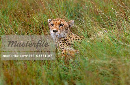 Cheetah & 2 oursons (Acinonyx jubatus)