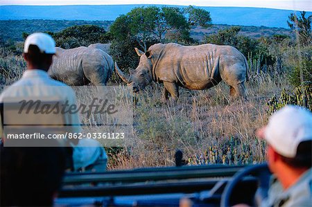Je regarde le rhinocéros blanc de la sécurité d'un véhicule de safaris sur un safari à Kwandwe private game reserve.