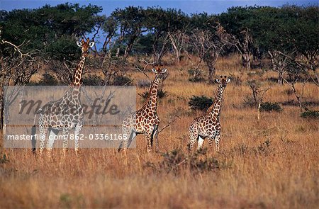 Afrique du Sud, KwaZulu Natal, Spioenkop Game Reserve. Femmes girafe (Giraffa camelopardalis) & ses petits.