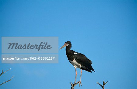 Abdim's stork perched on a tree