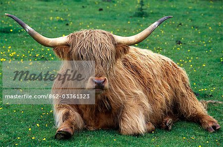 Vache Highland