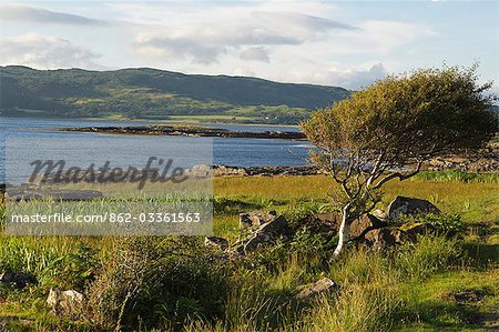 La sauvage côte préservée de Loch na Keal sur un été chaud du soir