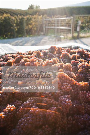 Grapes at Vineyard, Naramata, Okanagan Valley, British Columbia, Canada