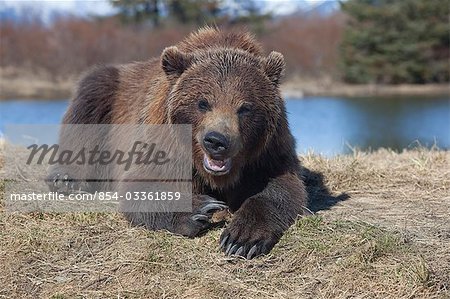 Grizzly bear laying in grass and snarling, Alaska Wildlife Conservation Center, Southcentral, Spring, CAPTIVE
