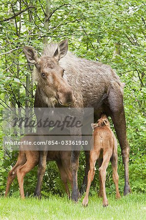 Two newborn moose calves nurse from their their mother in a residential backyard, Eagle River,Southcentral Alaska,  Summer