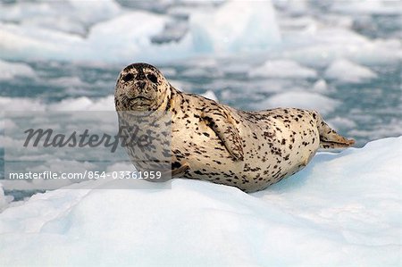 Harbor Seal hauled out on an ice floe at Meares Glacier in Prince William Sound, Southcentral Alaska, Summer