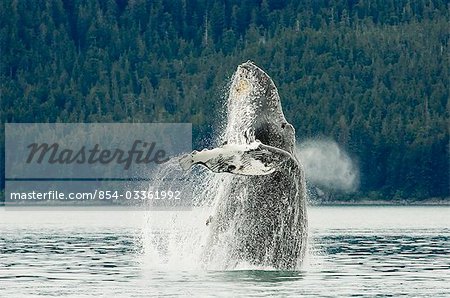 Violations de la baleine à bosse près de Glacier Bay National Park, sud-est de l'Alaska