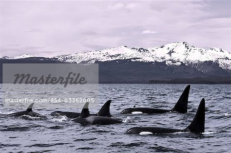 Orca Whales surface in Lynn Canal with Chilkat Mountains in the distance, Inside Passage, Alaska