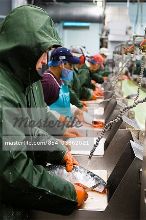 Employés de la beauté de l'océan traitent le poisson à l'usine de transformation de Naknek, baie de Bristol, Alaska/n