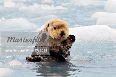 Loutre de mer nage dans une banquise à Harvard Glacier en été de Prince William Sound, centre-sud de l'Alaska,