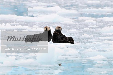 Sea Otters swim in an ice floe at Harvard Glacier in Prince William Sound, Alaska