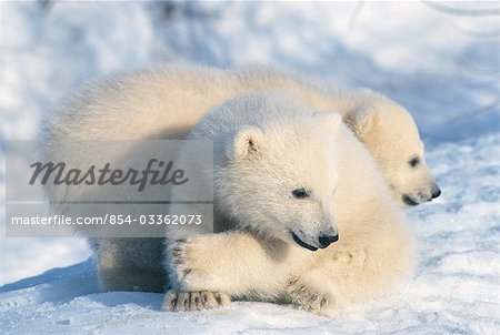 Polar bear cubs on snow Anchorage Zoo Alaska