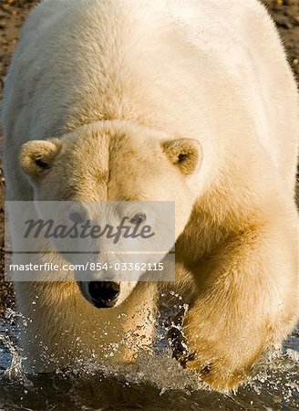 Ours polaire marchant dans les eaux côtières près de Kaktovik en Alaska