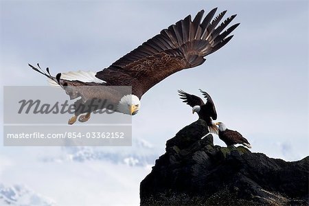 Aigle à tête blanche en vol à proximité de la corniche où plusieurs aigles sont perchés à Mendenhall tours en arrière-plan, Alaska, COMPOSITE