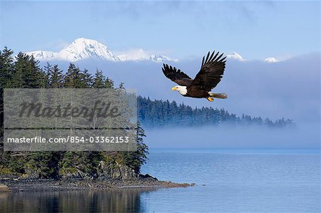 Bald Eagle in flight over the Inside Passage with Tongass National Forest in the background, Alaska , COMPOSITE