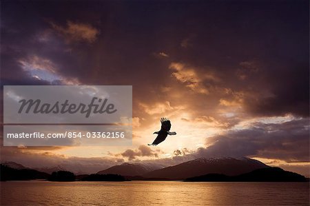 Bald Eagle soars over Auke Bay at sunrise near Juneau, Inside Passage, Tongass Forest, Alaska , COMPOSITE