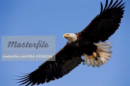 Bald eagle, in flight, soaring against blue sky, Tongass National Forest, Southeast Alaska, Inside Passage.