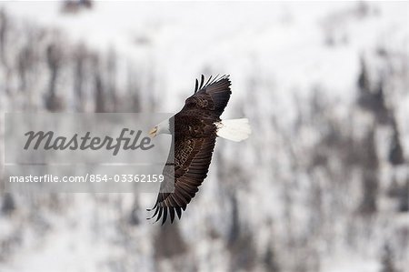 Bald Eagle in flight above Kenai River with snowy mountain in background, Cooper Landing, Kenai Peninsula, Alaska