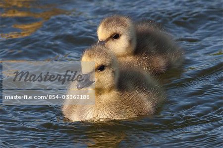 Two newborn Canadian gosling chicks swimming in Potter Marsh, Anchorage, Southcentral Alaska, Spring