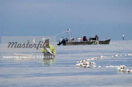 Un pêcheur setnet inspecte un saumon rouge sur la baie de Bristol, Alaska Naknek, rive-nord,