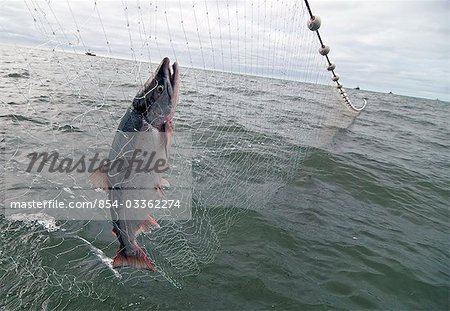 Un saumon rouge solitaire est tiré dans un filet dans le quartier des pêcheurs dans la baie de Bristol, Alaska/n Ugashik