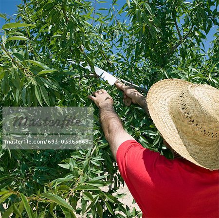 Farmer cuts back Olive tree in Murcia