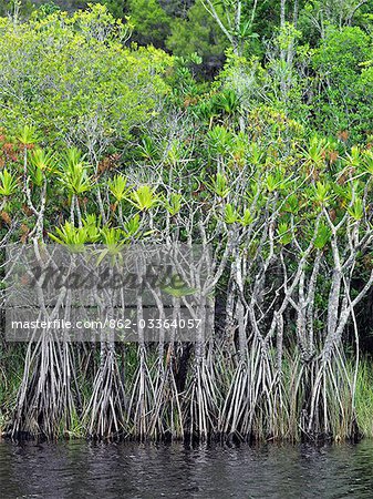 Palmiers de Pandan racines aériennes poussent dans l'eau douce le long des rives du lac Ampitabe. Madagascar est l'hôte de 75 espèces de palmiers Pandanus.