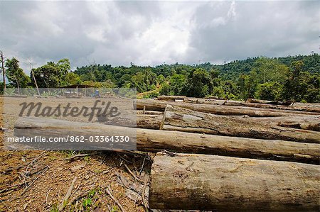 Enregistrement et deforistation de forêt tropicale primaire dans la gamme de Crocker, Sabah, Borneo Enregistrement et deforistation de forêt tropicale primaire dans la gamme de Crocker, Sabah, Borneo